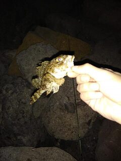 Чёрное море, Толстый мыс: вечерний спиннинг на камнях, скорпены и карась