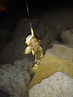 Чёрное море, Толстый мыс: вечерний спиннинг на камнях, скорпены и карась