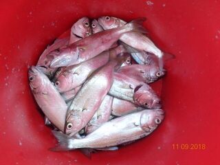 Рыбалка на Чёрном море у Большого Утриша в шторм на бомбарду с мясной насадкой