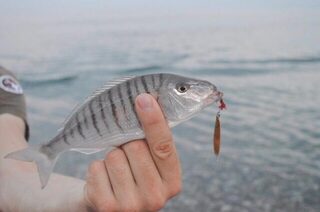 Сочи, Чёрное море: морская рыбалка со спиннингом на пилькеры и раков с берега у камней