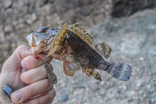 Сочи, Чёрное море: морская рыбалка со спиннингом на пилькеры и раков с берега у камней