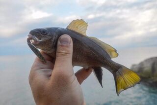 Сочи, Чёрное море: морская рыбалка со спиннингом на пилькеры и раков с берега у камней