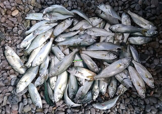 Береговой спиннинг на Чёрном море, Южный берег Крыма: ловля саргана и луфаря в сентябре