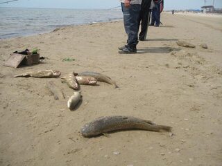 Анапа, Чёрное море: ловля пеленгаса на морского червя с песчаного пляжа