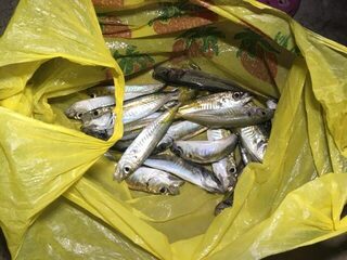 Рыбалка в Лоо на Чёрном море: вечерняя ловля ставридки на лёгкие приманки