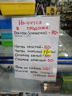 Рыбалка в Сочи на Чёрном море: июньские наблюдения в порту, реке и Адлере
