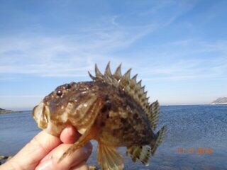 Осенняя рыбалка на Чёрном море у Большого Утриша с бомбардой и морской рыбой