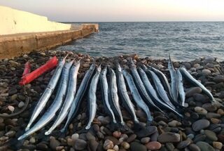 Чёрное море, пляж Ливадии: ловля саргана при сильном ветре и волне около метра