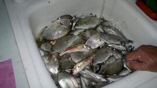 Береговая ловля в Крыму на Чёрном море: фидер, барабулька и выходы в море