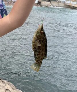 Вечерняя рыбалка в Симеизе на Чёрном море с креветкой на несколько крючков