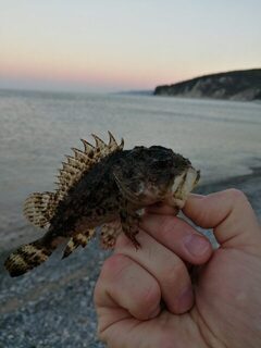 Первый выход на Чёрное море с новым комплектом: ночная рыбалка и утренний микроджиг с берега