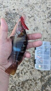 Вечерняя рыбалка в Судаке на Чёрном море у Генуэзской крепости среди камней