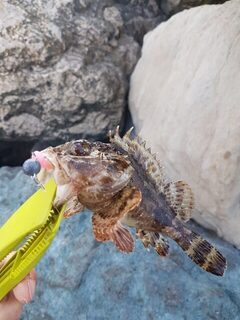 Рыбалка на Чёрном море: карась у каменного волнореза на лёгкие приманки