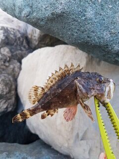 Рыбалка на Чёрном море: карась у каменного волнореза на лёгкие приманки
