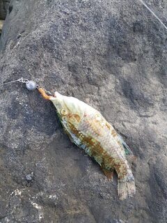 Рыбалка на Чёрном море: карась у каменного волнореза на лёгкие приманки