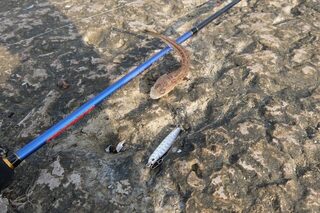 Чёрное море: ловля саргана пилькером и микроджигом в ожидании редкого морского трофея