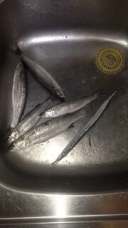 Закрытие сезона на Чёрном море: ходовая ловля спиннингом в ветер и волну