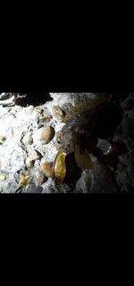Чёрное море: ловля горбыля воблерами с подбором кренков и рабочих проводок