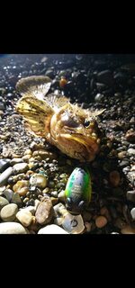 Чёрное море: ловля горбыля воблерами с подбором кренков и рабочих проводок
