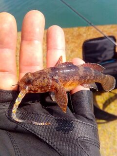 Рыбалка на Чёрном море: открытие сезона с силиконом и морским сухим червяком
