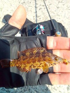 Рыбалка на Чёрном море: открытие сезона с силиконом и морским сухим червяком