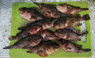 Чёрное море, Новомихайловский: ловля карася с лодки и с пирса в Лермонтово