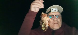 Чёрное море: первая ловля морским спиннингом у пирсов в сильный ветер, ставрида и скорпена