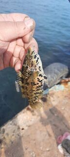 Крым, Чёрное море: ночная ловля ставриды и скорпены с дроп-шотом среди камней и расщелин у моря