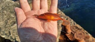 Крым, Чёрное море: ночная ловля ставриды и скорпены с дроп-шотом среди камней и расщелин у моря