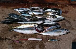 Утренняя ловля ставриды на Чёрном море у пирса: пилькер и долгие паузы в мути