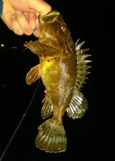 Чёрное море: вечерняя ловля ставриды и ершей с джиг-ригом и микроприманками