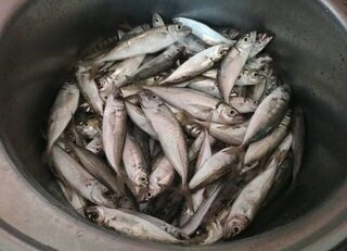 Чёрное море: ставрида на пирсах в поисках крупного горбыля возле причала