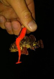 Ночная рыбалка на Чёрном море: ершинг с лайтом и поздний выход ставриды после полуночи