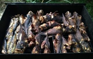 Чёрное море: ловля ставриды и ерша на пилькеры, стик и отводной поводок