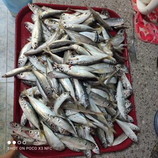 Чёрное море: крупная ставрида на самодур в километре от берега, глубина 22 метра