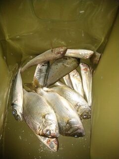 Чёрное море, Нижняя Хобза у Лоо: ловля скорпены и ставридки на отводной