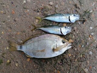 Рыбалка в Витязево на Чёрном море с отводным поводком у закрытого пирса