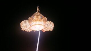 Ночная ловля ставриды спиннингом на Чёрном море, пока клевало до полуночи