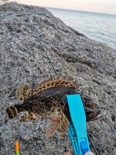 Крым, Алупка и Чёрное море: морская спиннинговая рыбалка с берега и сменой времени ловли
