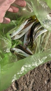 Рыбалка на Чёрном море в Судаке: ставрида, губан и наблюдения за местной ловлей