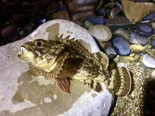 Рыбалка в Сочи на Чёрном море: ночная ловля крупной скорпены и зеленухи