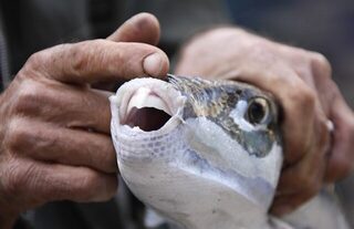 Рыбалка на Чёрном море в Мисхоре: как фугу и луфарик портят рыбацкие крючки