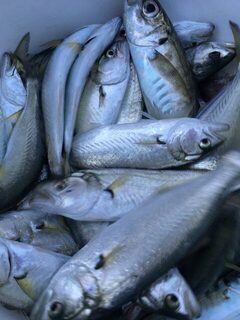 Рыбалка на Чёрном море: трудовой луфарь на самодуры и селедочную проводку