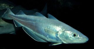 Чёрное море: морская рыбалка, мерланг и отличие этой рыбы от пикши на присланных фото