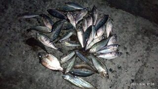 Чёрное море, Тонкий мыс: весенняя ловля смариды поплавком на холодной воде Геленджика
