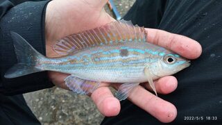 Чёрное море, Тонкий мыс: весенняя ловля смариды поплавком на холодной воде Геленджика