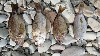 Чёрное море, Тонкий мыс: весенняя ловля смариды поплавком на холодной воде Геленджика