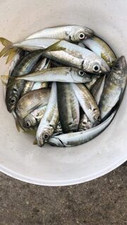 Чёрное море: морская рыбалка на ставриду мормышечной снастью и силиконом ранним утром