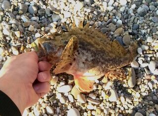 Чёрное море: ловля карася со сходами, крупный ёрш и горбыль на ультралайте