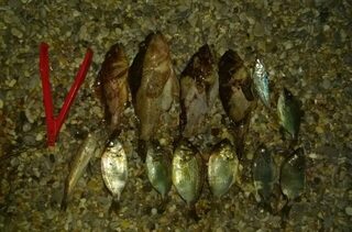 Чёрное море: ловля карася со сходами, крупный ёрш и горбыль на ультралайте